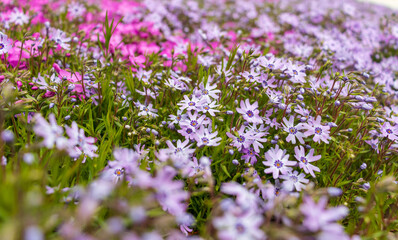 Obraz premium Pink phlox subulata. background of flowers phlox subulata.