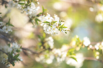 Apple blossom over nature background, beautiful spring flowers