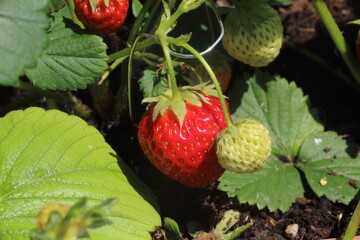 Ripe strawberries.Cultivation of strawberries in pots.
The best species of strawberries for growing...