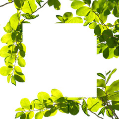 green tree branch isolated on white background, nature background