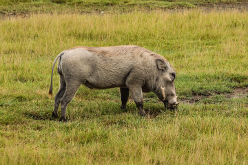 wild warthog sniffing green grass in savanna