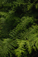 Fototapeta na wymiar green and fresh leaves on bush day time