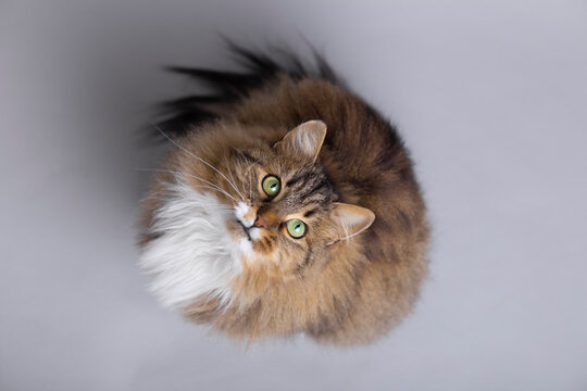 Fluffy Siberian Cat Sitting On A Gray Studio Background And Looking Up, Top View Of Beautiful Pet, Concept Domestic Animals