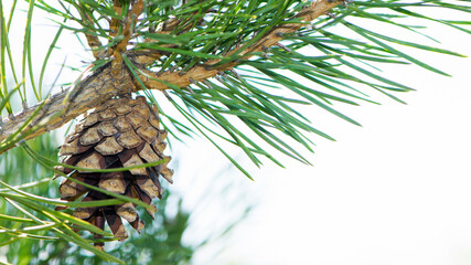 pine cone in a Pine Tree. Pinus. Isolated pine. Pine branch with cones isolated on light natural background. coniferous tree branch in a forest or park, close-up