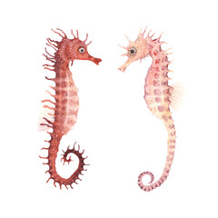 Fototapeta premium Seahorses watercolor isolated on white background, set of underwater animals, fantasy hand painting illustration.