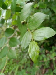 Wild Indian Fruit (Ziziphus oenoplia )
