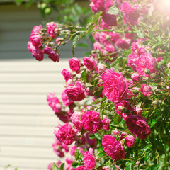 Pink climbing rose growing by the house in the ornamental garden on a sunny day. Toned image