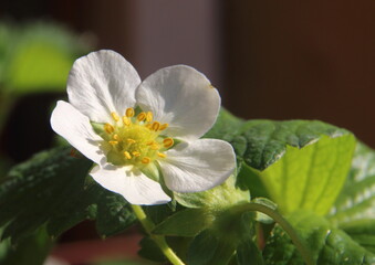 Ripe strawberries.Cultivation of strawberries in pots.
The best species of strawberries for growing in pots is the remontant type which allows you to have tasty ripe strawberries ready to eat practica