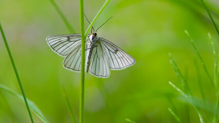 Large butterfly with rigid wings with a distinct black nervatura. White beautiful butterfly Aporia crataegi on the green grass. macro nature, insect close-up. summer time. Usually inhabits dry meadows