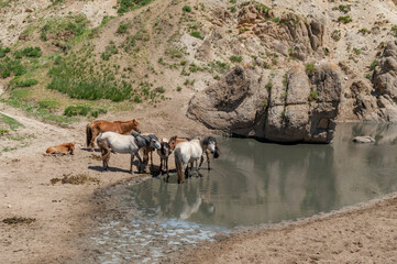 Eine Gruppe von Pferden an einer Tränke in der Steppe der Mongolei, Zentralasien