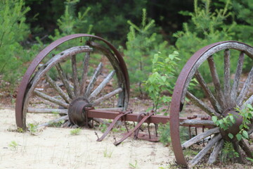 Old Part of Horse Drawn Wagon Wheel Rusty Antique Abandoned  in Desert with Overgrowth