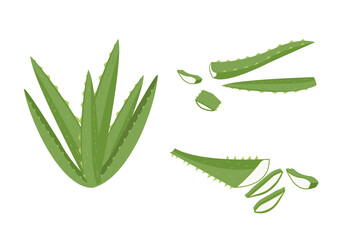 Aloe vera herb object for medical treatment vector ep05