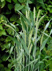 green,growing plants of wheat with ears close up