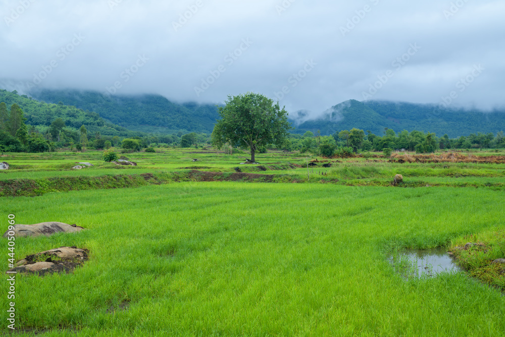 Wall mural Beautiful green rice fields with mountains