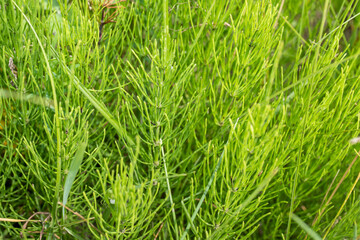 Fototapeta na wymiar Healing field Horsetail Herbs. Hand picking off medicinal herbs of Equisetum arvense for making healthy tea or infusion. Wild summer herbs in meadow, used for homeopathy and herbal medicine.