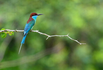  colorful Blue-throated Bee-eater ( Merops viridis) perched on the tree branch ,Thailand