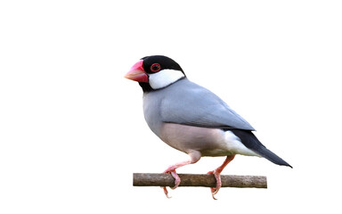 colorful Java Sparrow perched on white backgroune , isolated