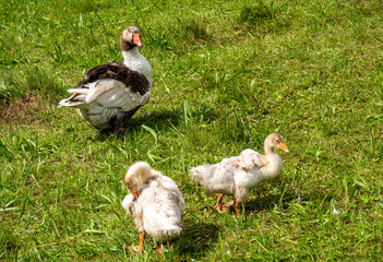 Gans mit Jungtieren auf einer Wiese
