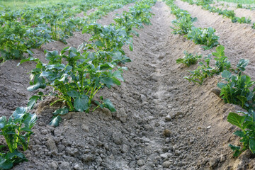 Fototapeta na wymiar green potatoes in the beds after hilling