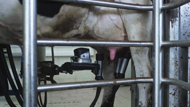 The red laser scans the udder of the cow to pump or suck out milk. Automatic machine robot for milking cow's milk. Cattle in the barn. Robot hand and innovative technologies in agricultural industry.