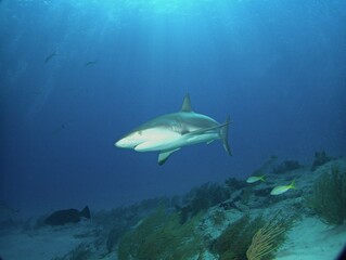 Caribbean Reef Shark Cruising on the Reef