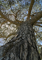 Calabrian Pine - Pinus brutia, Crete