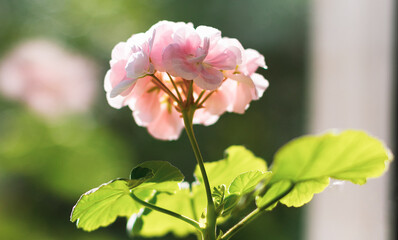 Flower head of pink scented geranium on the window.