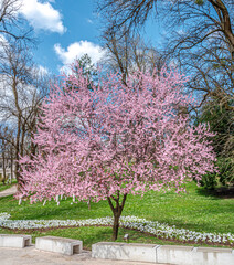 Cherry plum blooming