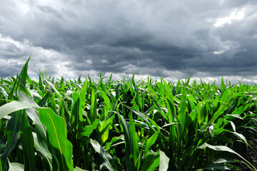 Maispflanzen in Maisfeld bei Sonnenschein vor dunklen Wolken mit Unwettergefahr - Stockfoto