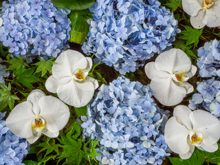 紫陽花と胡蝶蘭と青もみじ
