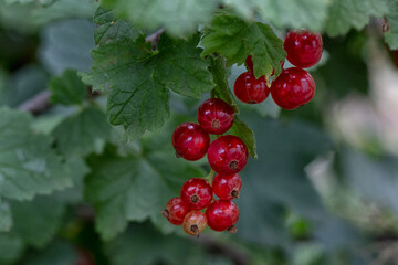 A sprig of red currant with leaves on a natural green background, a bush in the garden.