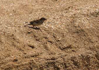 a sparrow with a seed in its beak jumps on the sea sand