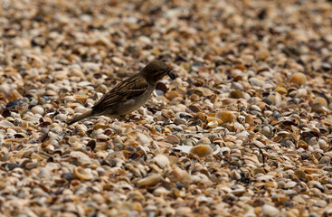 a sparrow with a seed in its beak jumps on the sea sand