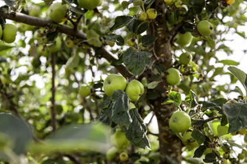 Apple tree with fruits