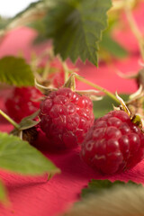 macro of raspberry berries and leaves on a pink background. raspberries are close