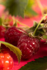 macro of raspberry berries and leaves on a pink background. raspberries are close