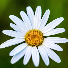 Fototapeta premium Blume