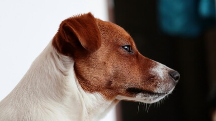 profil psa - obrazy, fototapety, plakaty
