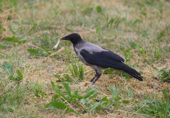 A crow with a bone in its beak stands on the green and yellow grass