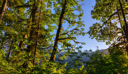 View of Trees in Buntzen Lake surrounded by Canadian Mountain Landscape. Sunny Summer Sunset. Located in Anmore, Vancouver, British Columbia, Canada. Nature Background