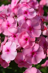 Pink phlox
