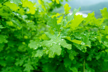 Fototapeta na wymiar green leaves of a vine