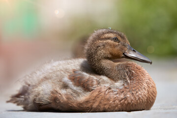 Close up of baby duck mixed breed mallard Indian runner duck