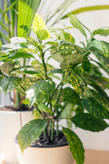 Aucuba japonica houseplant in a pot close up. Domestic decorative tropical plant