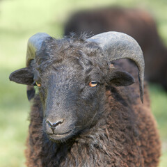 Close up portrait of a young black ouessant sheep