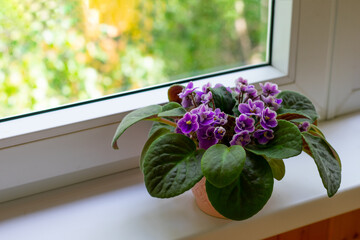 Blossoming african violet flower saintpulia on windowsill home.Close up blooming little lilac colored flowers