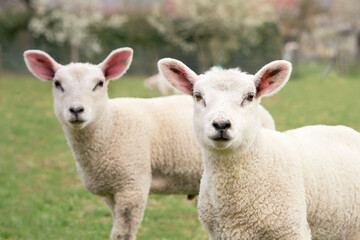 Naklejka na ściany i meble Portrait of two white sheep lambs