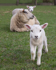 White sheep and lambs