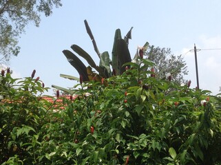 Banana trees and the flowers