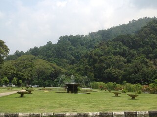 Beautiful view of the forest trees 